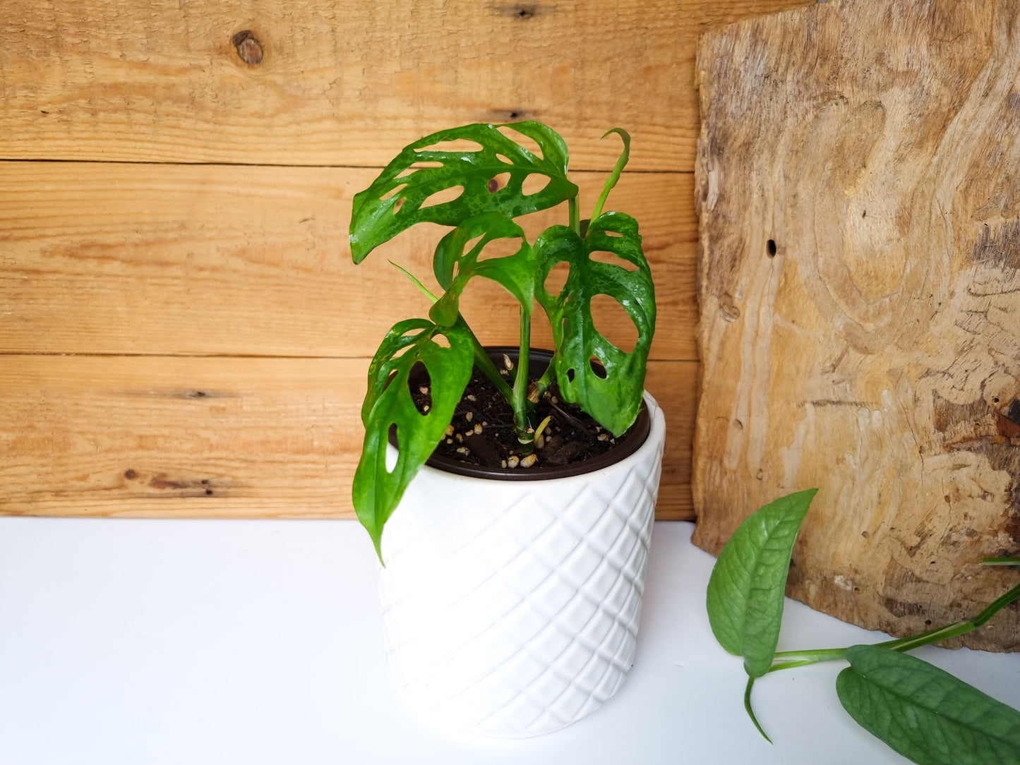 Monstera Adansonii