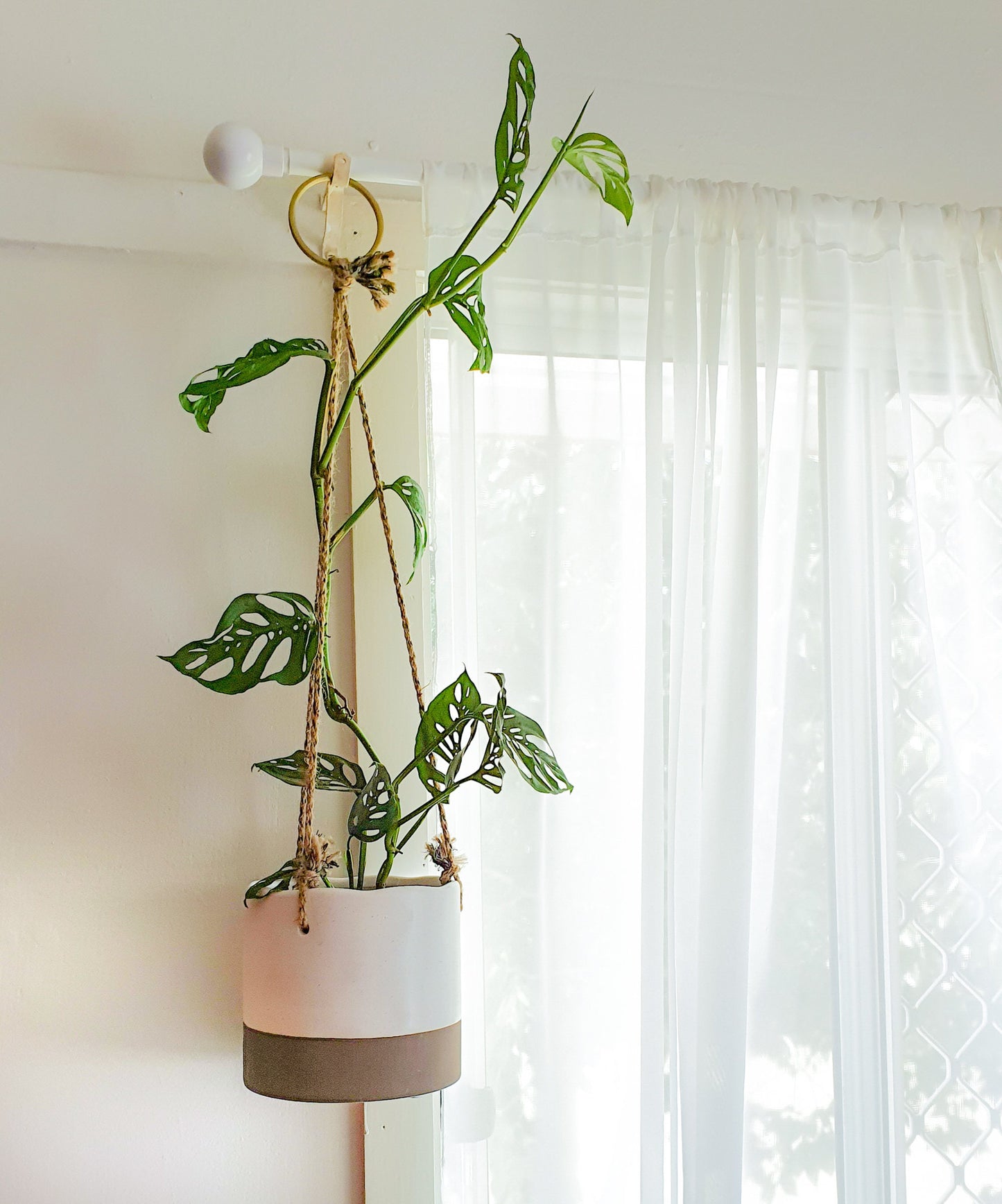 Monstera Adansonii